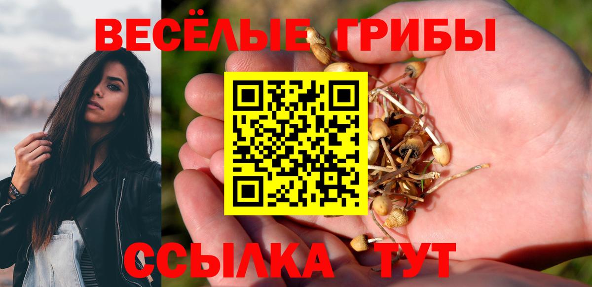 закладка  Галлюциногенные грибы Psilocybine cubensis  Вход с VPN  Новоалександровск 
